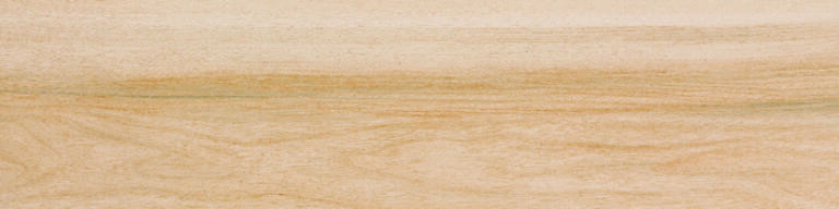 Acacia Maple